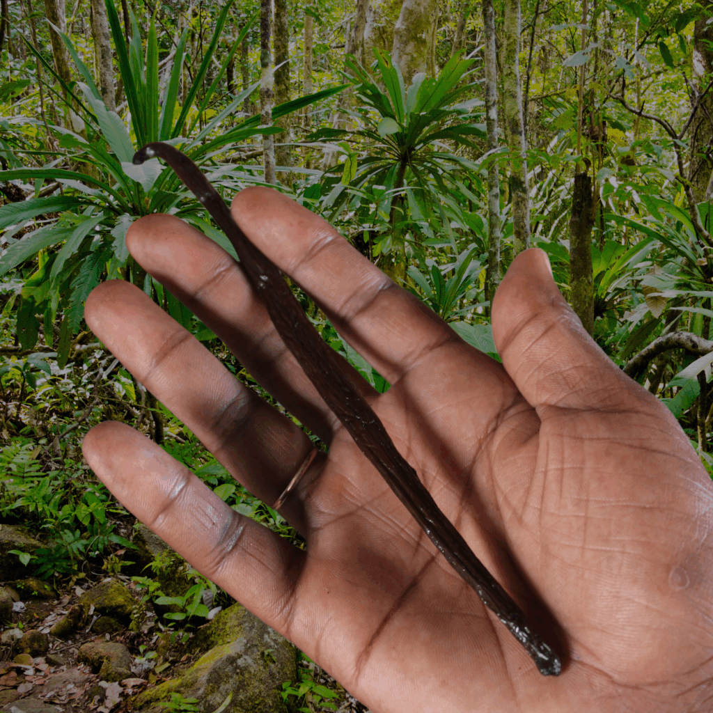 Hand mit einer geernteten Bourbon-Vanilleschote vor tropischem Anbaugebiet in Madagaskar