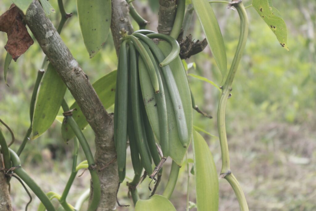 Unreife grüne Vanilleschoten an der Vanillepflanze auf einer Plantage in Madagaskar